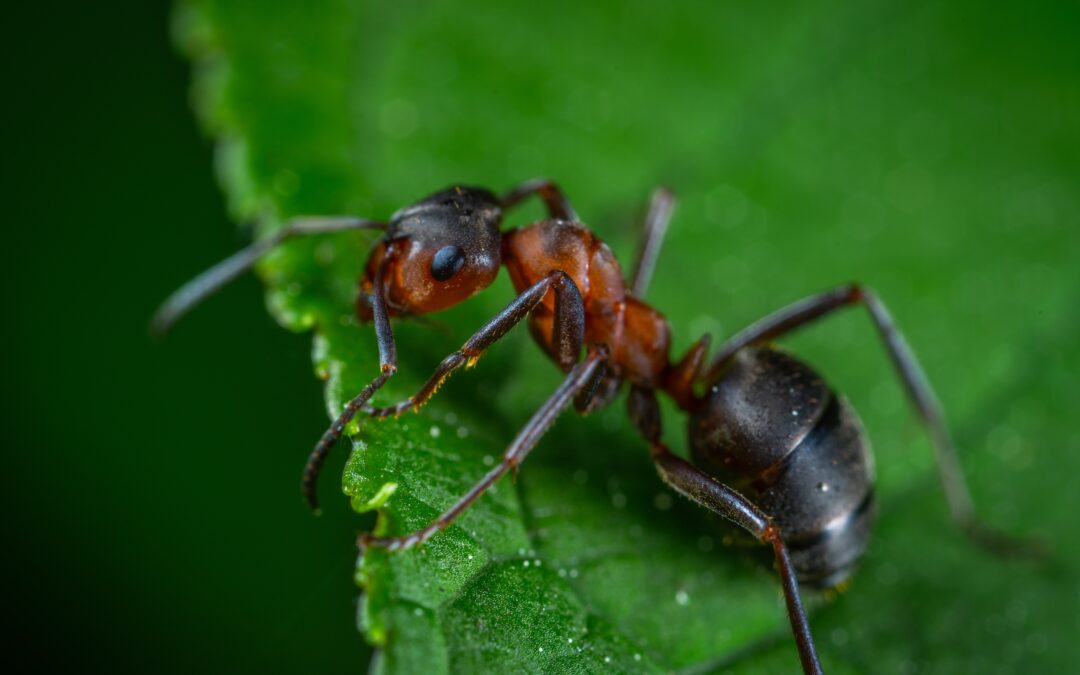 Ant Infestations: A Comprehensive Guide to Extermination