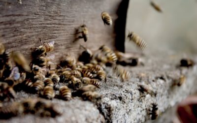 Bee-Friendly Pest Control Methods