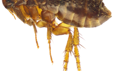 Effective Flea Treatment for Your Home