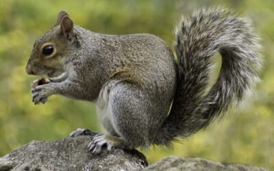 Squirrels Infestation: Know the Risks and How to Deal with Them