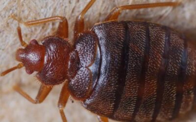 Bed Bug Extermination blog