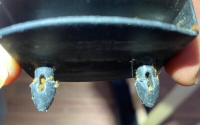 Bed Bugs Blog