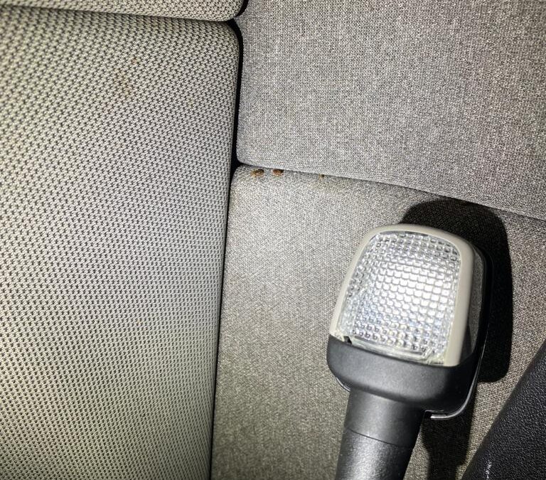 Bed Bug HGV removal